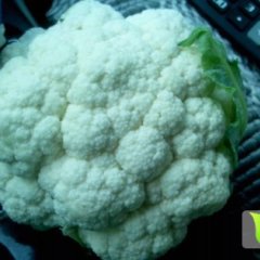 三原菜花大量上市 品质好 物美价廉