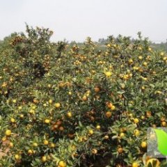 南丰蜜桔肉质柔嫩化渣 汁多爽口 质量高