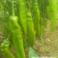 山东昌乐大果尖椒辣椒质量好 价格低