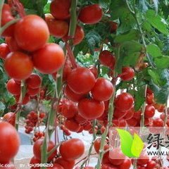 山东莒南硬粉西红柿何去何从