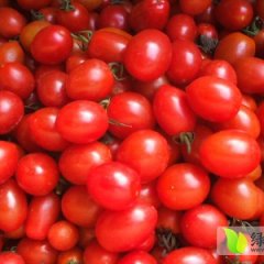 山东莘县樱桃西红柿名扬天下