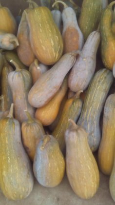 2014楚雄南瓜钱多人傻速来抢购