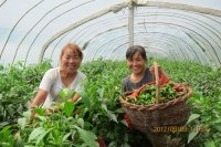 宜君辣椒品质优良,太安康丽丽诚信合作