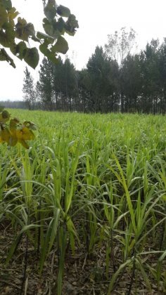 2014叶县甘蔗走过路过不要错过