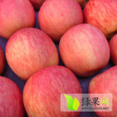 陕西礼泉酥梨品质优良