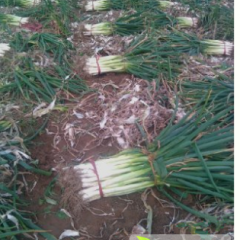 河北保定蠡县小陈最大的大葱产值基地