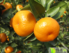 2014南丰柑橘大量出售，零售，批发