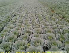 嘉鱼潘家周老板11月绿宝石 皮球白菜