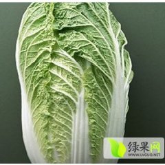 湖北嘉鱼娃娃菜小白菜逐渐升温