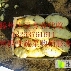 滕州土豆早买早赚,大坞杨作灿诚信合作