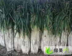 山东山东长白大葱火爆招商中