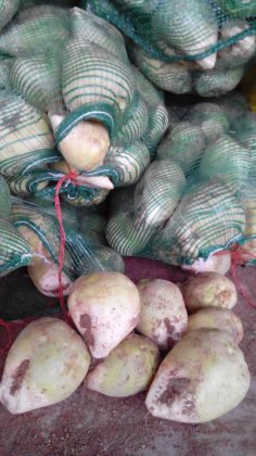 肥城芥菜著名品种,桃园张庆山诚信合作