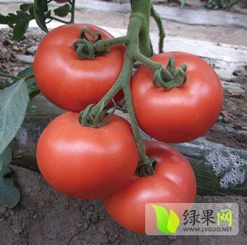 2014年山东青州粉霸王和309价格