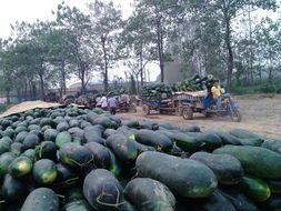 2017沁阳冬瓜20斤起步，平均25斤以上