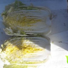 甘肃甘州娃娃菜小白菜著名品牌