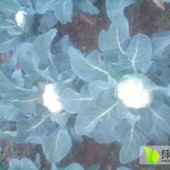 太康菜花香甜可口,常营王勇诚信合作