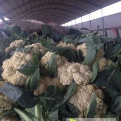 青州菜花口感爽口,郑母冀洪征诚信合作