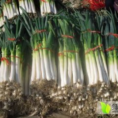 章丘大葱 章丘特产驰名中外