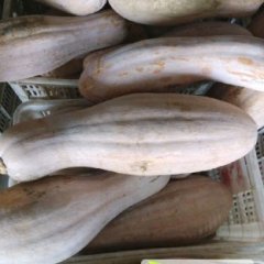 2014郏县南瓜价格波动不大