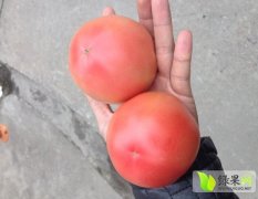 武汉东西湖区湖北胖达农业番茄基地第二茬硬粉西红柿