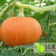 2014青州南瓜值得出手