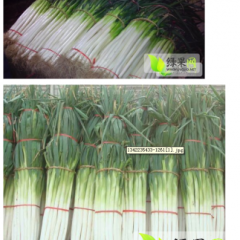 昌邑围子乔明杰11月长白大葱