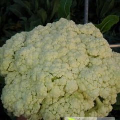 江苏沛县白面青梗松花菜菜花上货量大