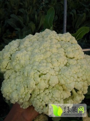 2014年江苏沛县白面青梗松花菜价格