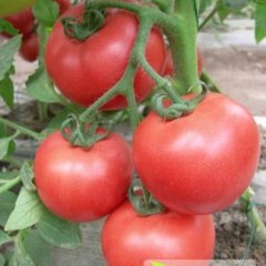 2014费县西红柿俏销大江南北