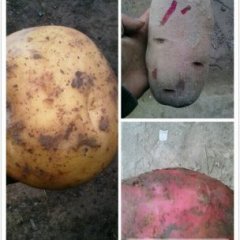 甘肃定西红皮/黄心白心土豆聚焦市场