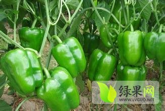 2014莘县辣椒今年价格有看点