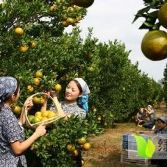 湖北英山英山蜜橘柑橘绿色无公害