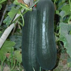 2014冬瓜走过路过不要错过