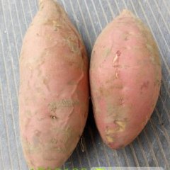 2014威县红薯走过路过不要错过