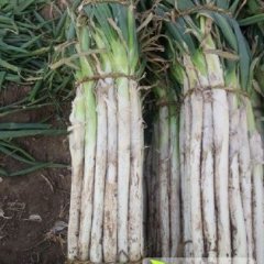 昌邑围子夏冰泽10月章丘大葱