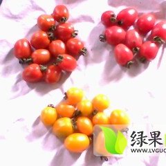 寿光西红柿聚焦市场,田马韩秀诚信合作