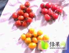 寿光西红柿聚焦市场,田马韩秀诚信合作