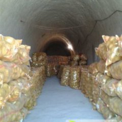 林兴合作社常年供应甘肃土豆