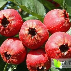 河北宽城歪把红山楂名优产品