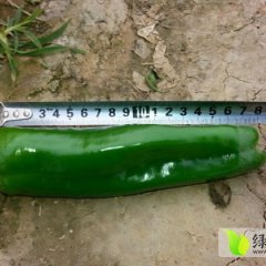 陕西大荔县二炮椒个大、颜色鲜亮