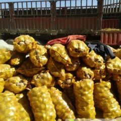 通渭什川李小亮10月青薯9号土豆