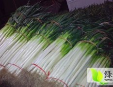 新野樊集樊海泼11月铁杆大葱
