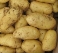 山东滕州荷兰十五土豆著名品种