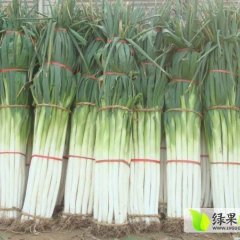 滕州大葱何去何从,大坞田碧碧诚信合作