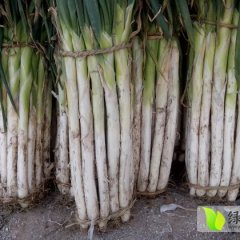 昌邑长白大葱大量上市了物美价廉