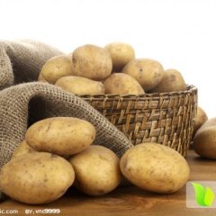 牙克石土豆随行就市,金满白文诚信合作