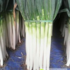 山东山东胡葱大葱聚焦市场