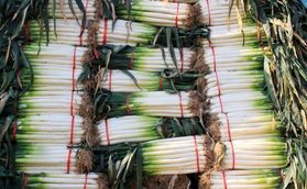 山东山东牛腿大葱著名品种