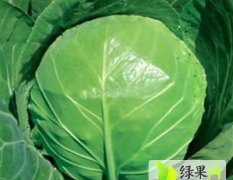 临沂莒南李金诚11月中甘21甘蓝