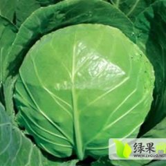 临沂莒南李金诚11月中甘21甘蓝